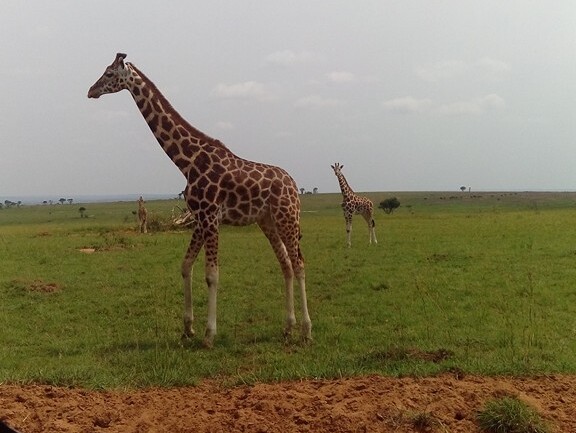 Wonderland Uganda Safaris